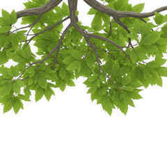 Obraz premium Green oak leaves isolated on transparent background
