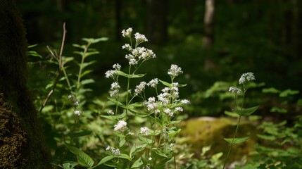 Delicate woodruff plants growing in cool forest shade with clusters of tiny white flowers. botanical, nature magazines, forest ecology, wellness, environmental, spring-themed designs.
