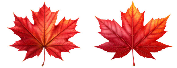  Elegant Red Maple Leaf Illustration with Canadian Aesthetic PNG Cutout