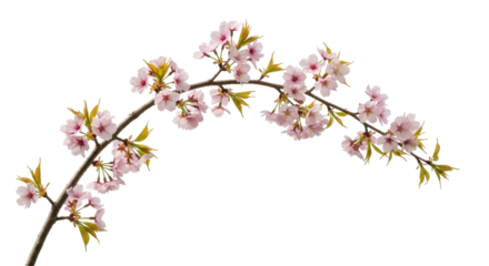 Isolated branch of pink cherry blossoms, fresh foliage and seasonal botanical flower bloom