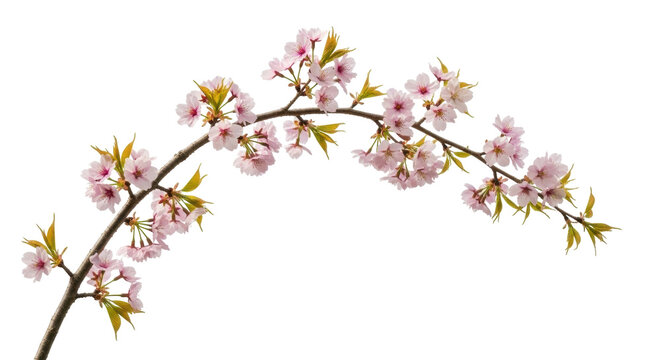 Isolated branch of pink cherry blossoms, fresh foliage and seasonal botanical flower bloom
