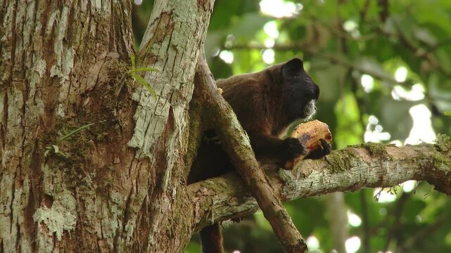 monkey eats foliage, monkey feasts on leaves while howler eagerly consumes ripe and juicy fruits nearby