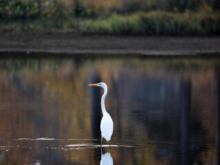 A great egret bird, Ardea alba, standing with wings folded in the middle of a lake, reflected in the water, with trees and bushes in the background. Taken near Breda, Netherlands.