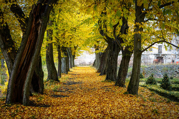 Baumalle mit Hainbuchen im goldenem Herbst 1