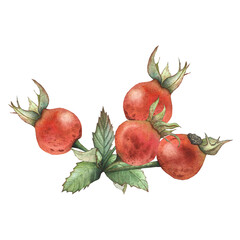 rose hips on a branch with leaves, watercolor illustration for packaging, design, textiles, and dishes