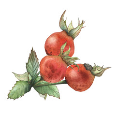 rosehip fruits on a branch, watercolor illustration for decor, tableware, textiles, packaging, and design