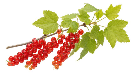 Isolated redcurrant twig featuring fresh fruit, a healthy snack, and green leaves.