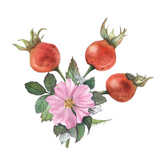 rose hips and a pink flower on a branch, watercolor illustration for tableware, design, and packaging