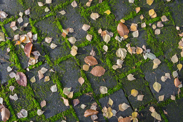 Gehweg mit Pflastersteinen in den Fugen wächst Moos und liegt Laub, Draufsicht