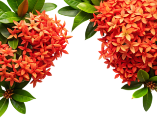A vibrant cluster of bright orange ixora flowers with green leaves, isolated on a transparent background, showcasing the intricate details of each small bloom and petal