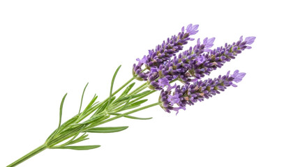 Isolated sprig of lavender in full flower on a single stem with leaves and blossom buds © Isolde