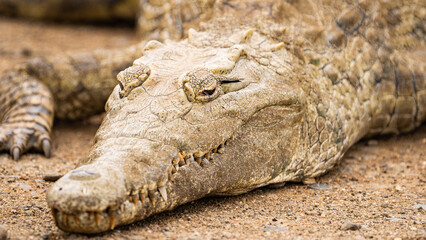 Close-up of crocodile head resting on sandy ground