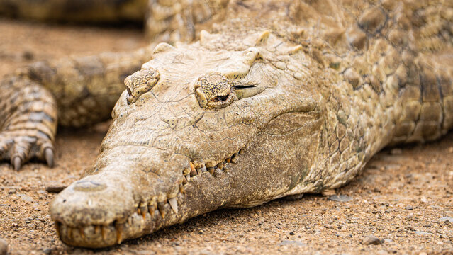 Close-up of crocodile head resting on sandy ground