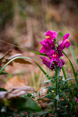 Purple Flower Standing Alone In Garden