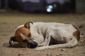 Curled up dog resting on dusty ground in dim light