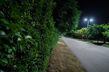 Illuminated Path at Night with Lush Hedges