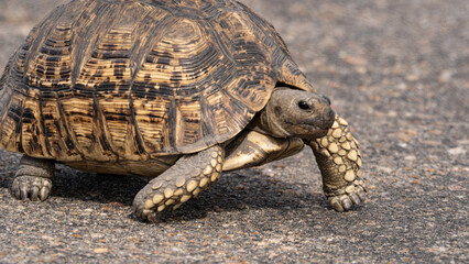 Leopard tortoise walking across asphalt road