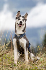 Young husky with harness exploring a mountain landscape on an outdoor adventure © Annabell Gsödl