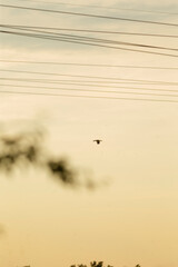 A tranquil sunset scene featuring a silhouette of a bird flying against a soft, golden sky with power lines.