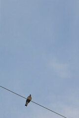A solitary bird perched on a power line, contrasting beautifully with a clear blue sky, symbolizing freedom and tranquility.