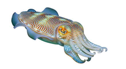 Isolated Cuttlefish with beautiful, colorful skin patterns, in an elegant, eye-catching pose