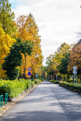 紅葉したさまざまな街路樹の木々