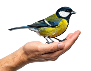 Man’s Hand Cradling Colorful Bird PNG