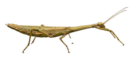 Isolated Stick Insect with Long Antennae, Camouflage in Natural Habitat on Neutral Backdrop