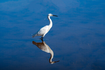 garza contemplando en su habitad con el reflejo en el agua