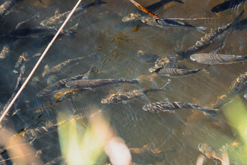 peces nadando a contracorriente 