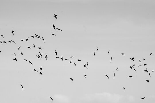 bandada de p&aacute;jaros volando