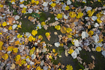 Draufsicht Wiese und schönes buntes Herbstlaub im November bei Sonnenlicht