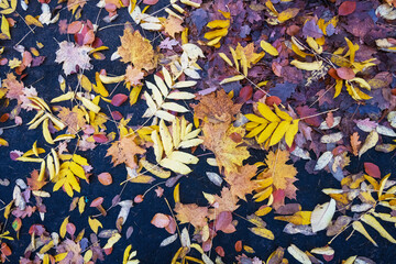 Draufsicht Wiese und schönes buntes Herbstlaub im November bei Sonnenlicht