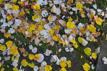 Draufsicht Wiese und schönes buntes Herbstlaub im November bei Sonnenlicht
