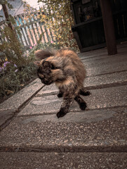 Fluffy Tortoiseshell Cat Standing on Rustic Wooden Porch