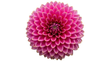 Isolated vibrant pink dahlia bloom with textured petals a close-up floral beauty for spring © Isolde