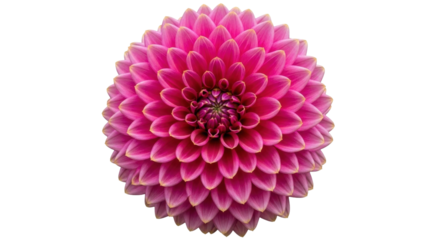 Isolated vibrant pink dahlia bloom with textured petals a close-up floral beauty for spring