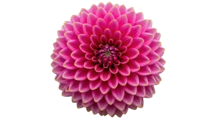 Fototapete Rund Dahlie Isolated vibrant pink dahlia bloom with textured petals a close-up floral beauty for spring  © Isolde