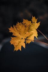 Close-up of autumn maple leaves illuminated by soft evening light, capturing the warmth and texture of fall nature in detail.