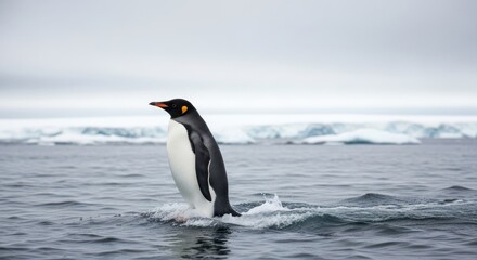 Fototapeta premium A penguin emerges from the water, creating splashes, with icebergs visible in the background under a cloudy sky.