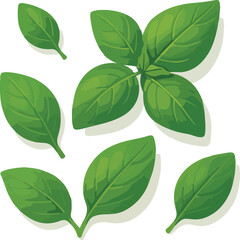 Fototapeta premium Green basil leaves scattered on white background herb