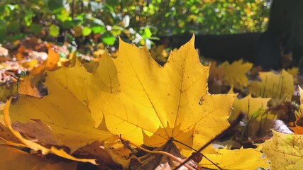 Close-up of vibrant yellow-orange fallen maple leaves on the ground filmed in backlit sunlight in an autumn deciduous forest. - Powered by Adobe
