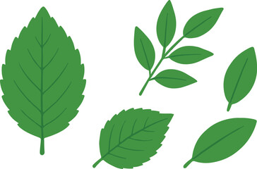 Green leaves on white background leaf plant