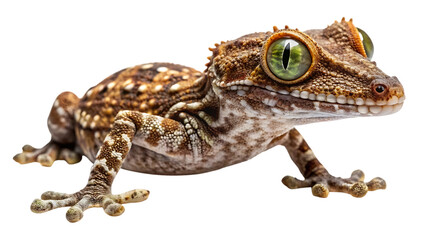A detailed closeup studio shot of a gargoyle gecko rhacodactylus auriculatus with striking green eyes and textured skin, isolated on a transparent background