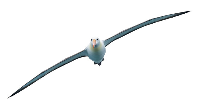 Isolated Wandering Albatross in flight, outstretched wings spanning wide over the ocean currents