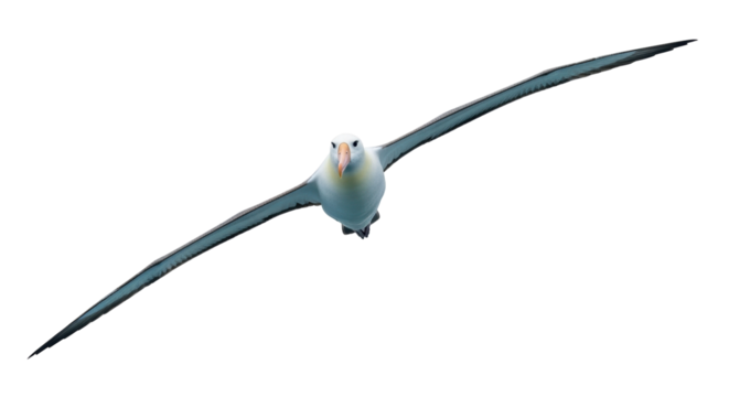 Isolated Wandering Albatross in flight, outstretched wings spanning wide over the ocean currents