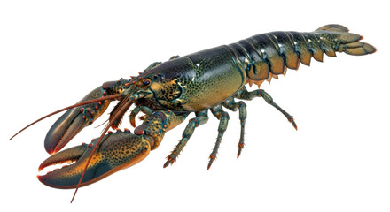 Isolated American Lobster, a large crustacean with claws, antennae, and tail segments