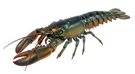 Isolated American Lobster, a large crustacean with claws, antennae, and tail segments