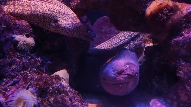 Moray eel with an open mouth breathing in its natural habitat among the rocks of a coral reef. Several moray eels are swimming in a vibrant and colorful underwater scene with anemones