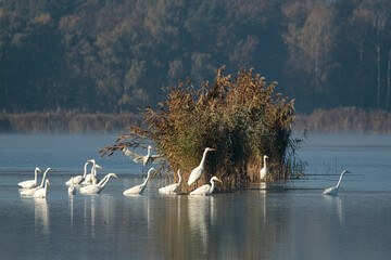 Czaple białe stado żerujące na stawie hodowlanym